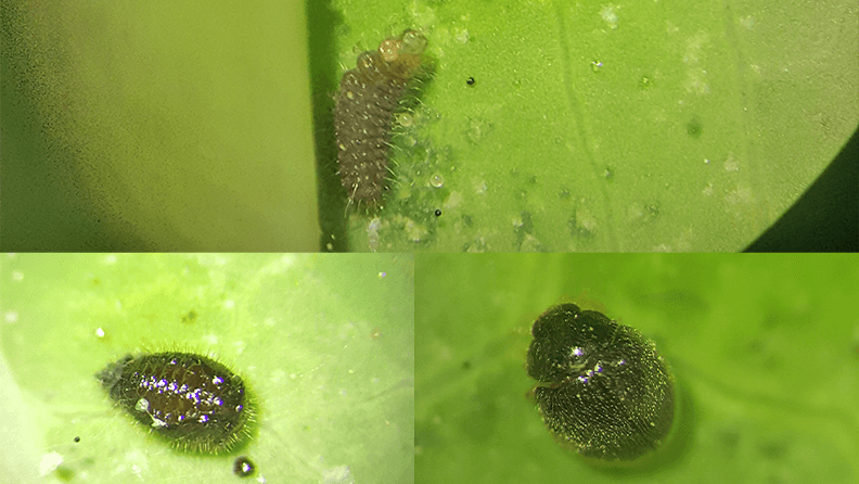 Figura 8. Stethorus punctillum. A. Larva. B. Pupa. C. Adulto. 