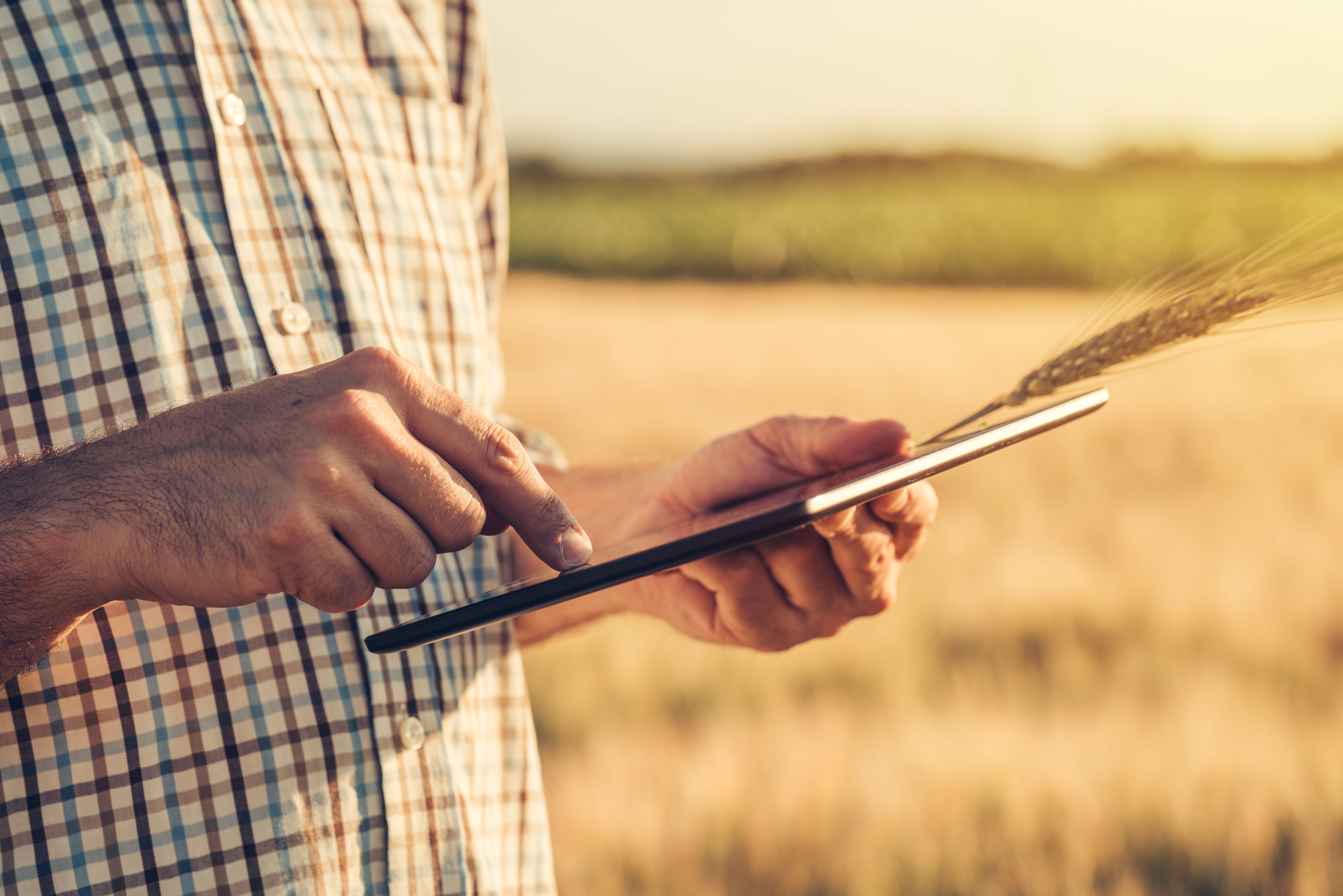Agricultor de cereales con una tablet en la mano, digitalización del sector