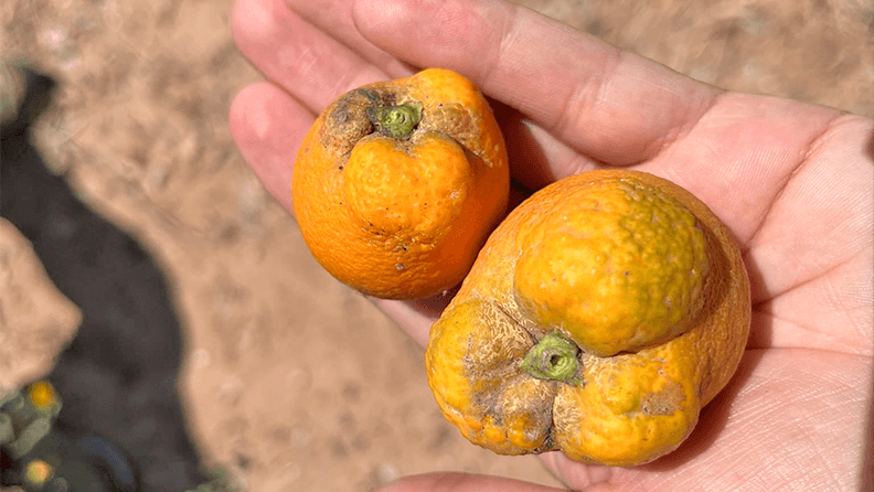 Cítricos afectados por cotonet en una finca de Burriana (Castellón). Efeagro/Rubén Figueroa
