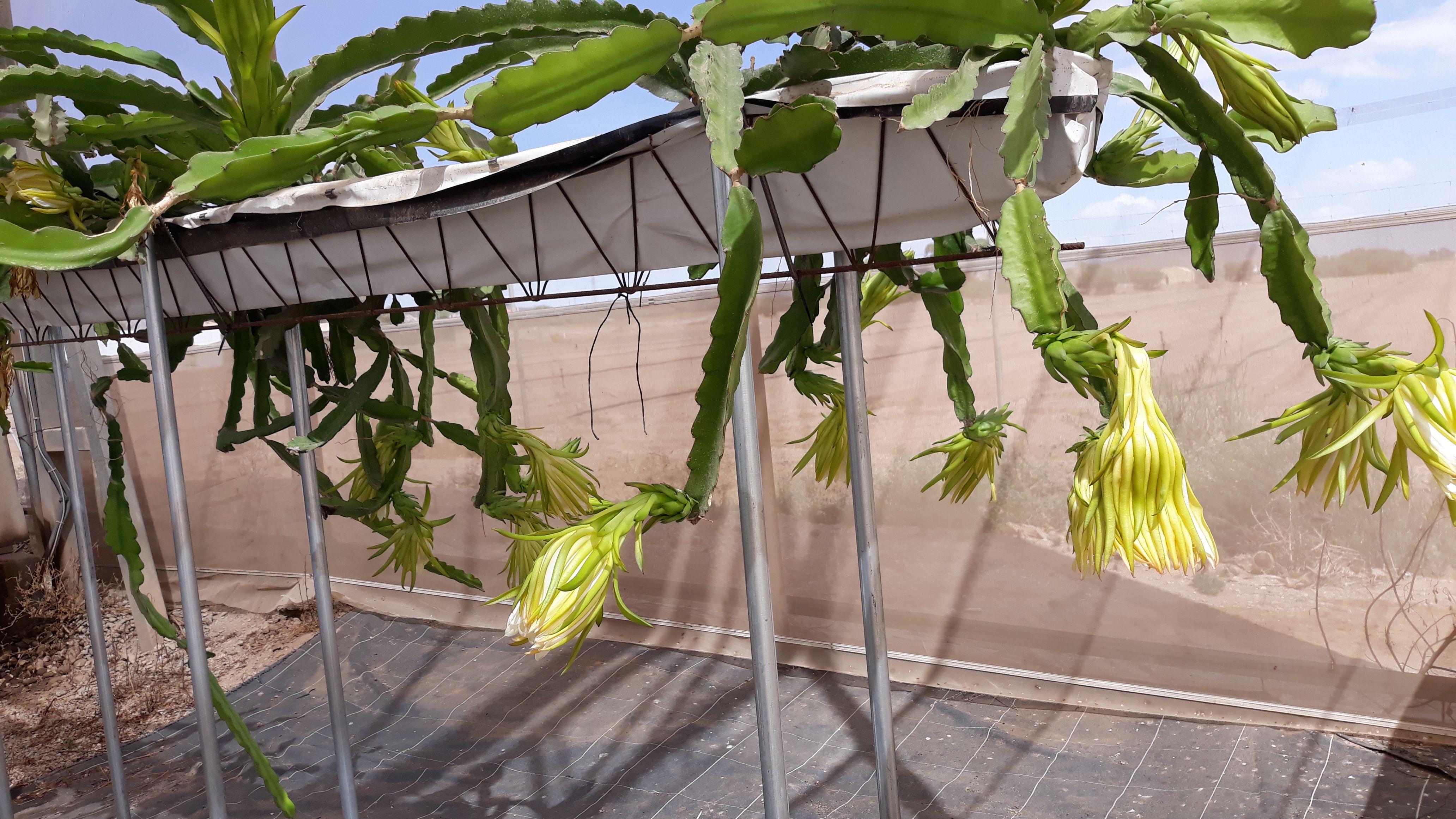 Entutorado en cultivo de pitaya en sistema hidropónico