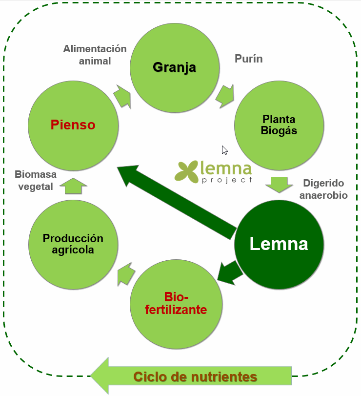 Esquema recuperación de nutrientes modelo LIFE LEMNA