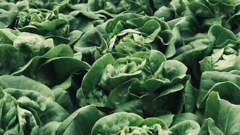 Plantación de lechugas, Exportación lechuga