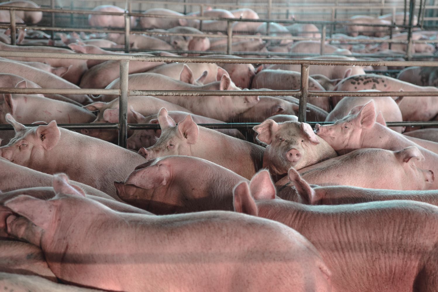 Interior de una granja de porcino, llena de cerdos