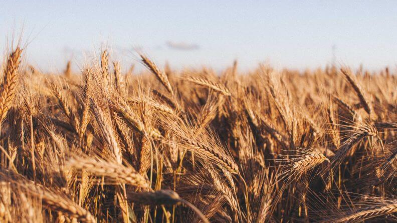Campo de trigo, la nueva PAC está anticuada