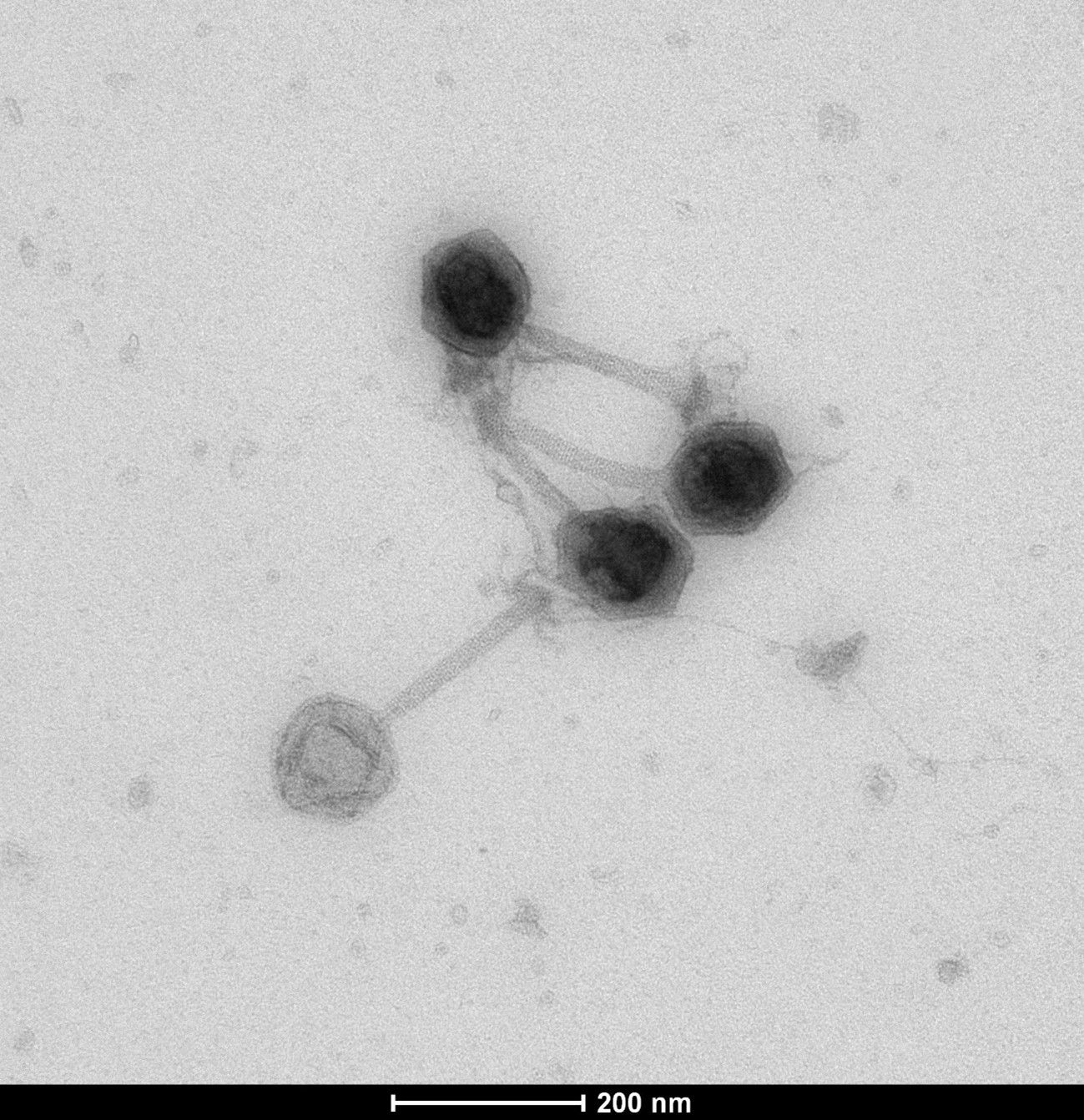 Imagen al microscopio electrónico de 4 fagos de la familia Myoviridae activos frente a Salmonella (CECAV)
