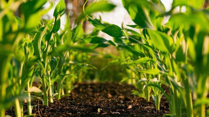 Plantas jóvenes en un huerto, la nueva normativa de la PAC