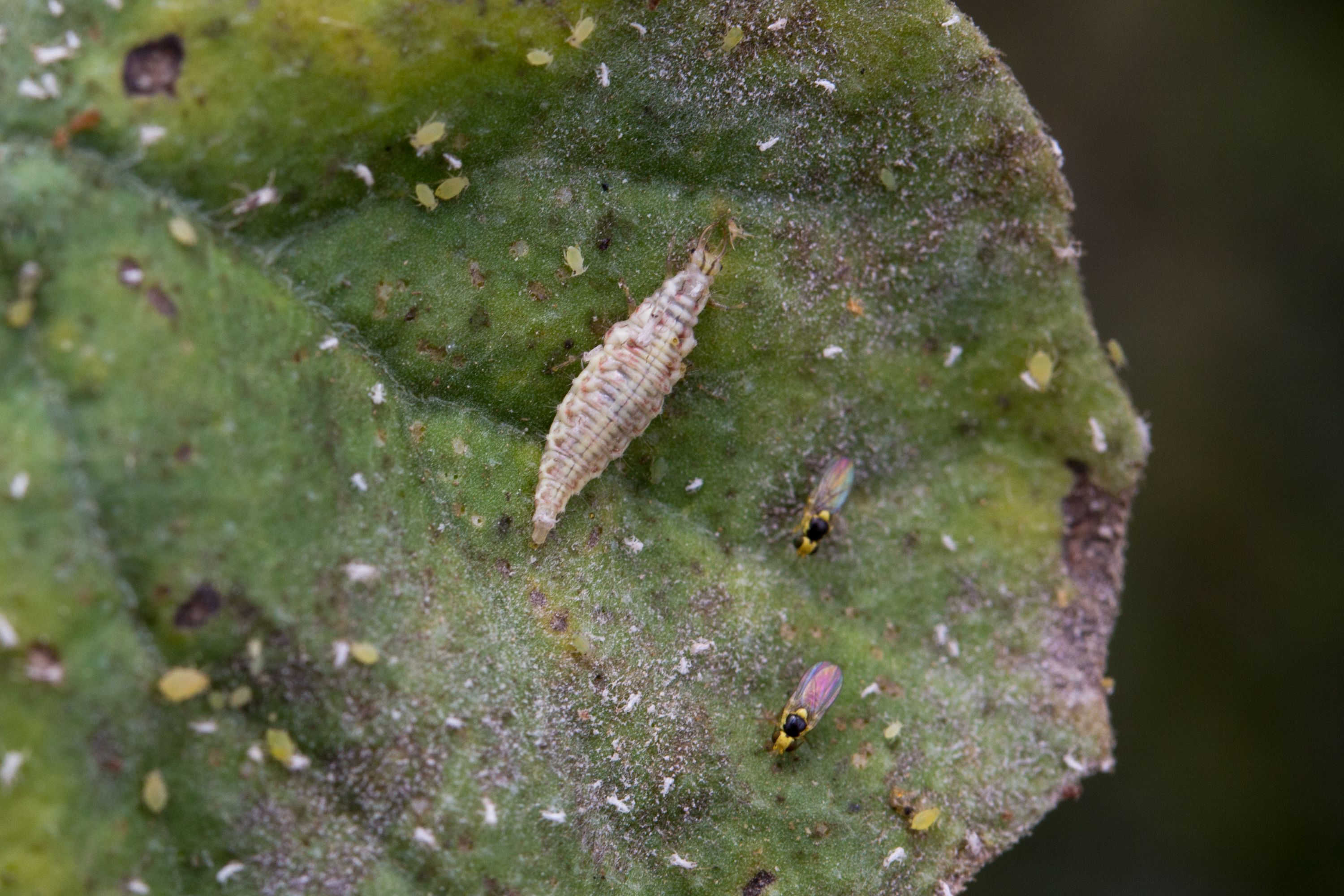 Larva de Crisoperla carnea depredando en un foco de pulgón (Aphis gossypii)