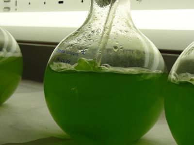 Ejemplo de cómo se producen alimentos en laboratorio basados en microalgas