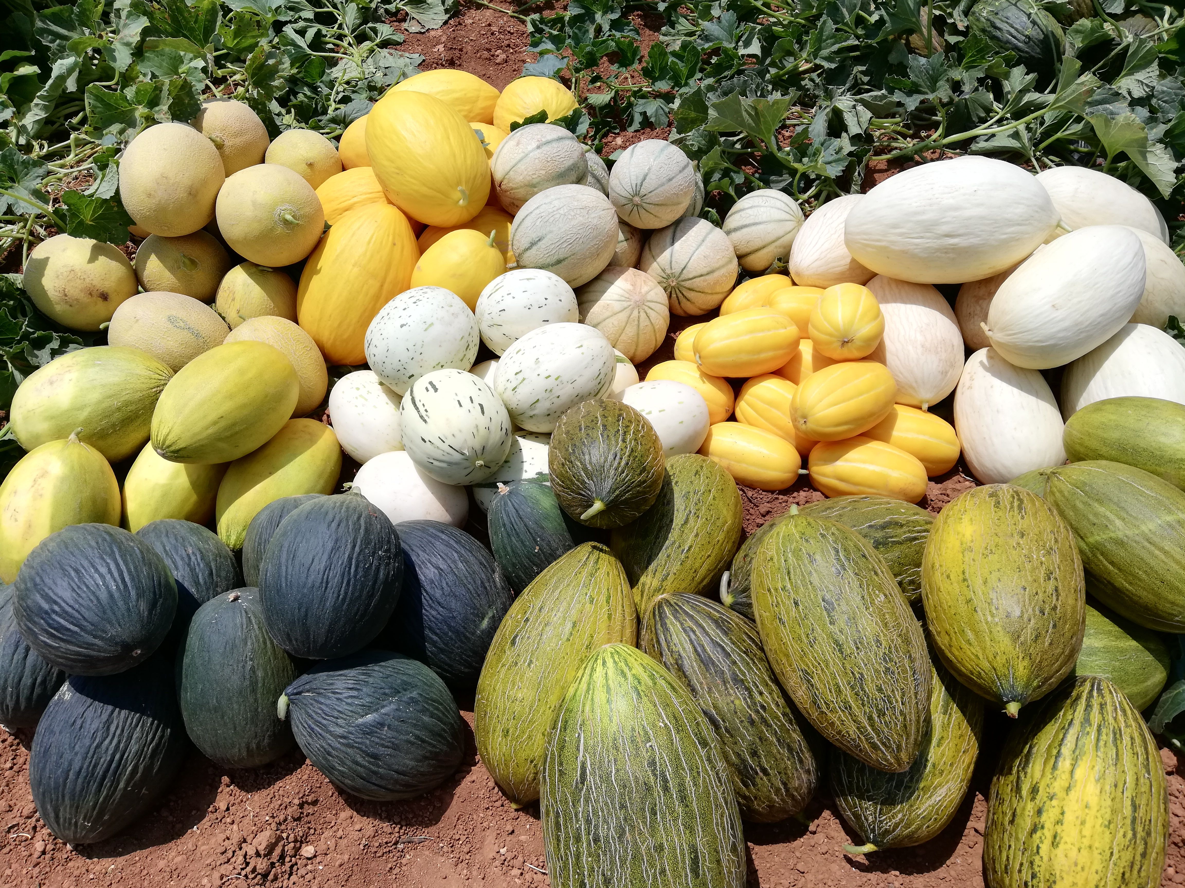 Melones con diferente aspecto externo, textura, color de carne y conservación