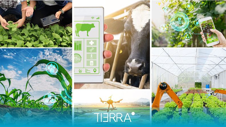 Observatorio de la Digitalización en el Sector Agroalimentario | Estudio 1
