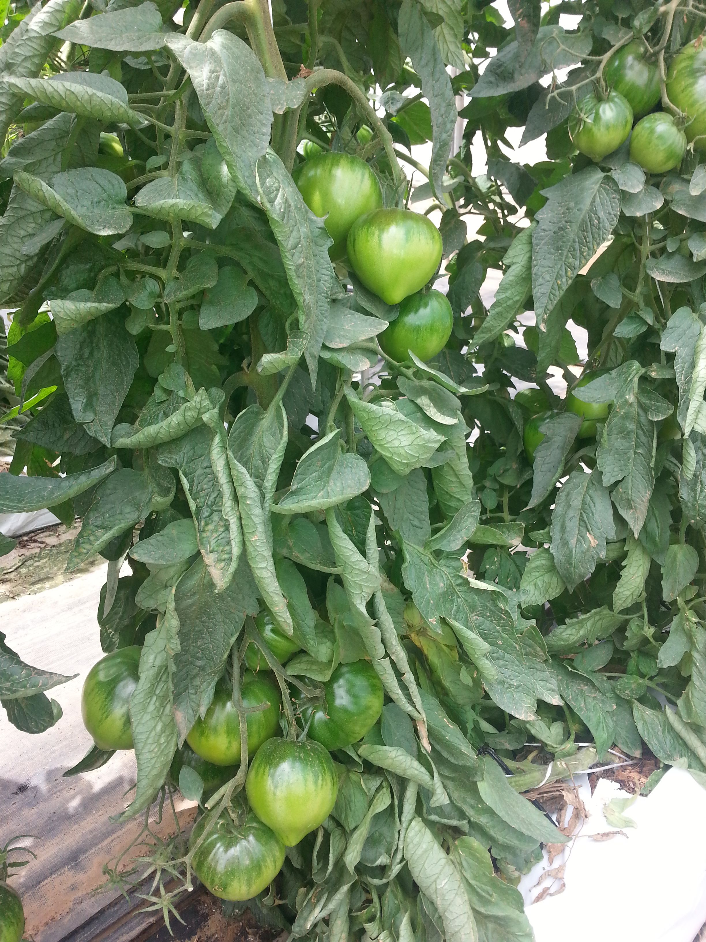 Plantación de tomate