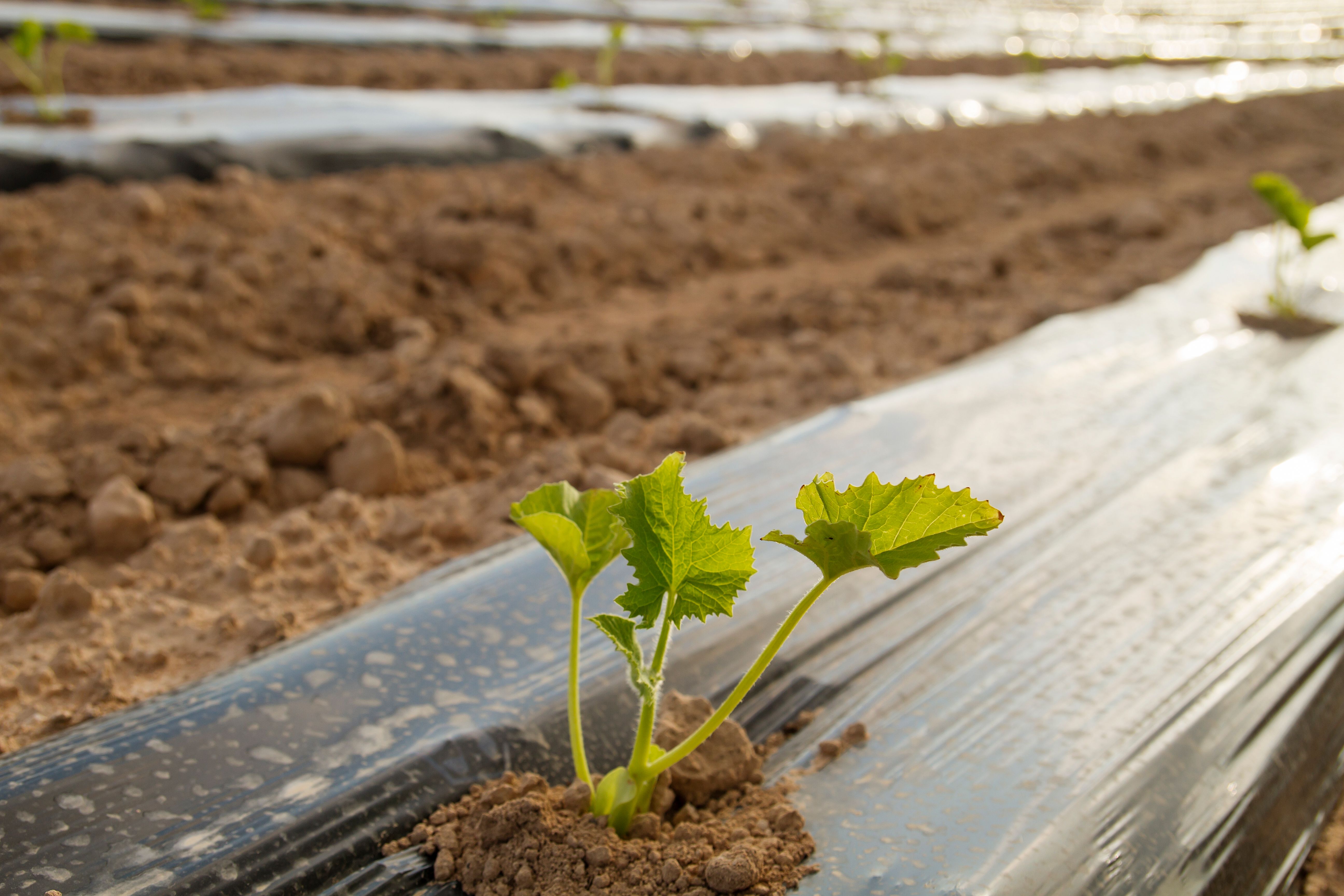 Productos biodegradables y compostables para agricultura
