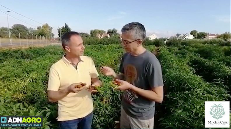 Steve Anderson cocina con chili picante de la Estación Experimental Cajamar en Paiporta