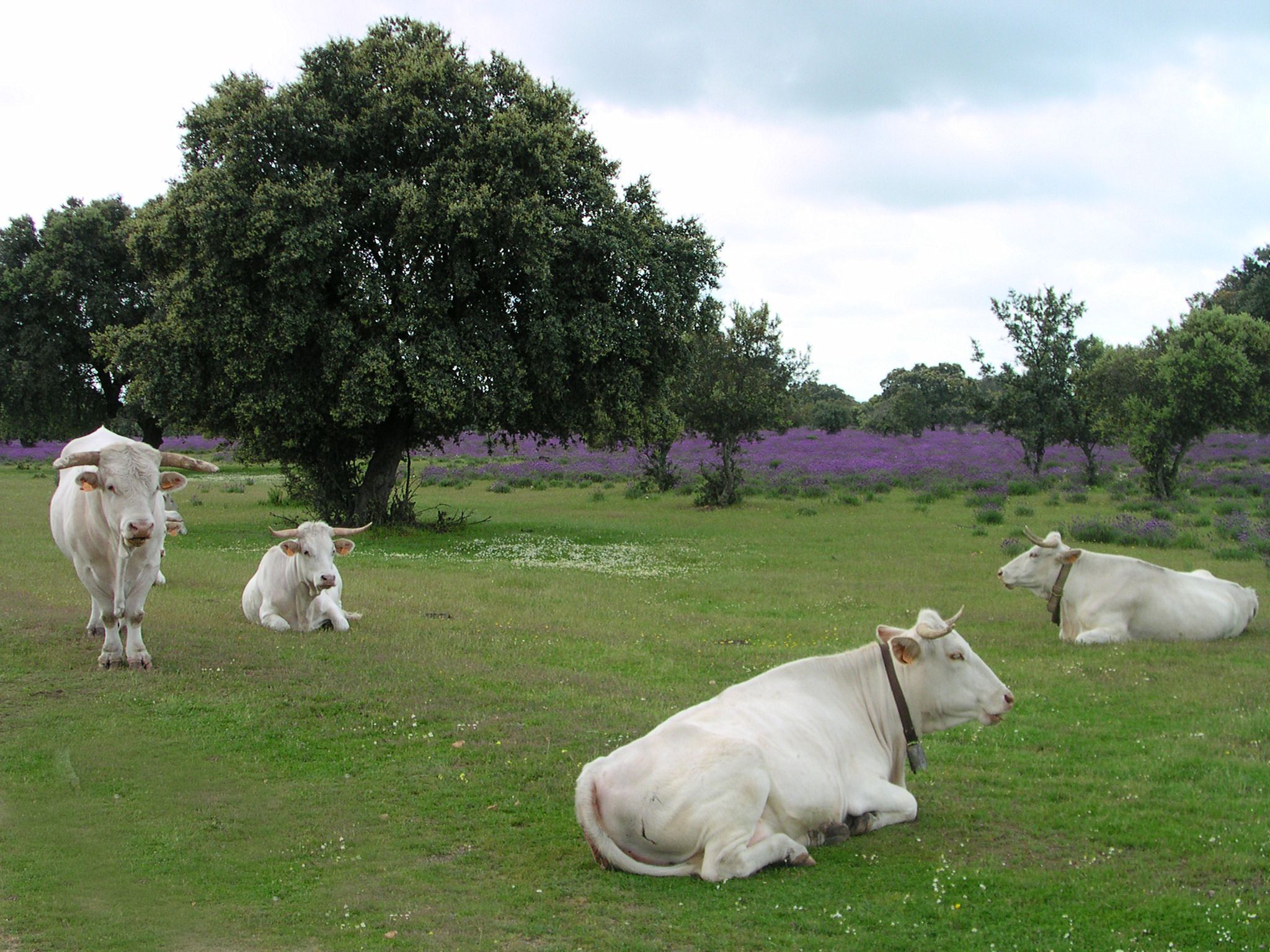 Vacas de la raza Blanca Cacereña, una raza en peligro de extinción