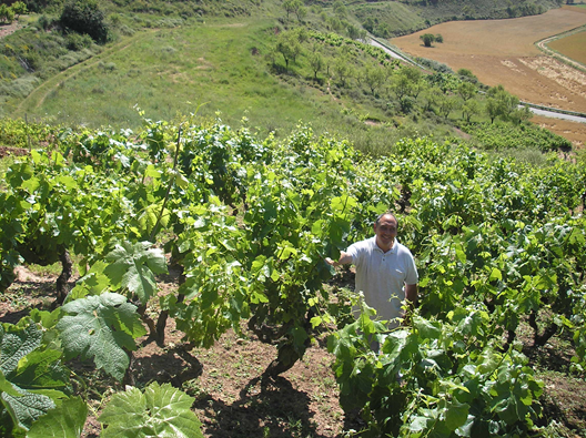 Imagen donde se muestras viñedo español y su viticultor entre las cepas
