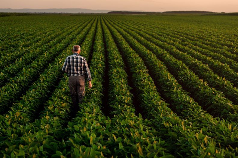 agricultor en un campo de cultivo