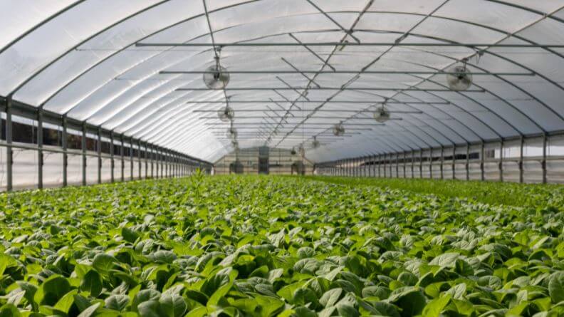 agricultura intensiva en Almería cultivo invernadero