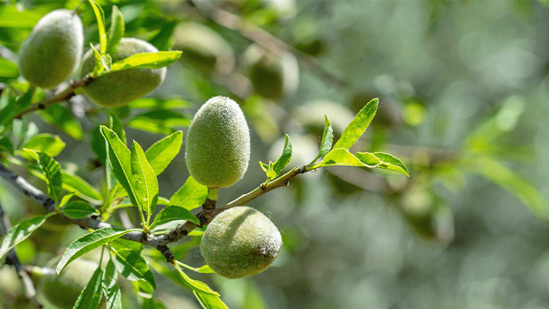 Cultivo de almendra