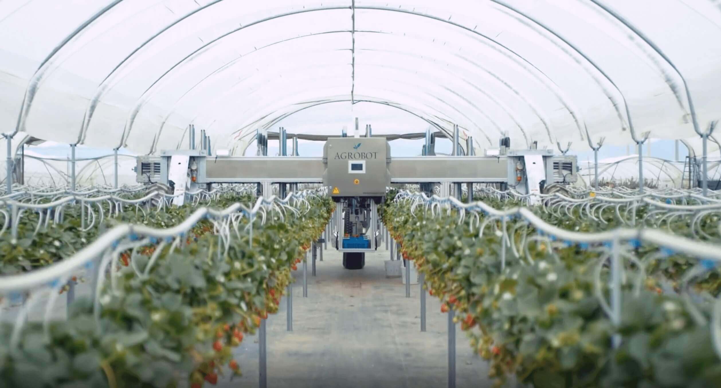AGROBOT - Cosechadora de fresas robótica, selección por calibre, color y punto de madurez. Detalle de recolección