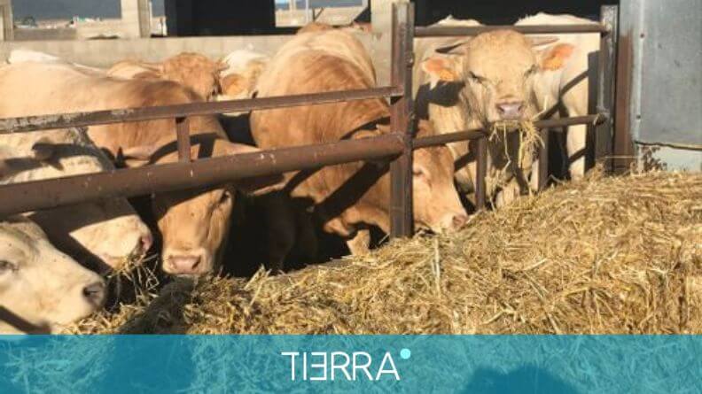 La Alimentación De Precisión En El Ganado Vacuno De Carne