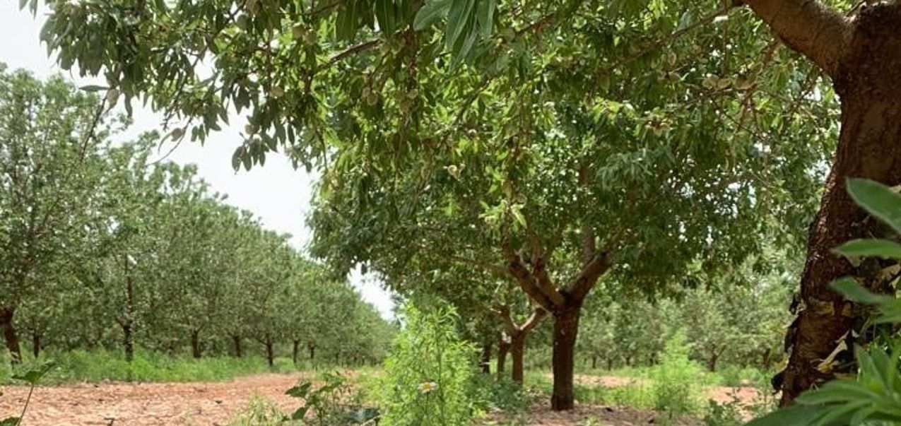 Almendro