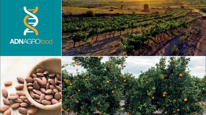 Análisis sintético del sector agroalimentario de la Comunidad Valenciana 2017