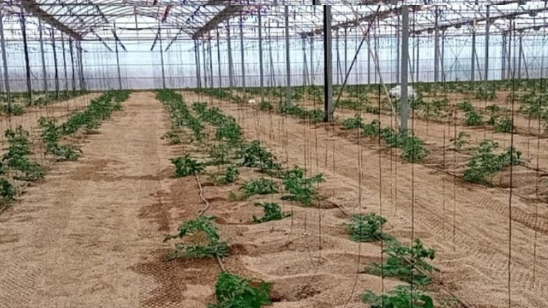Invernadero recién sembrado de tomate en Almería