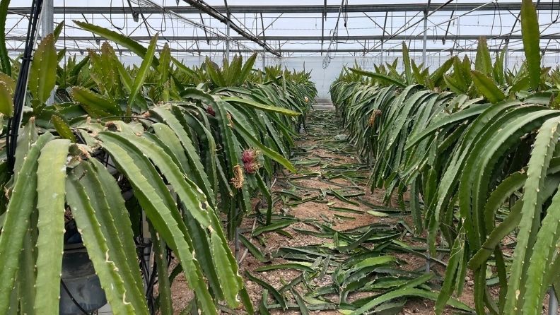 Plantas de dragón en invernadero con frutos en desarrollo.