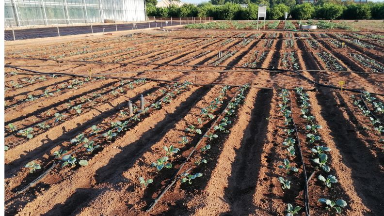 Plantación del ensayo de brócoli en Paiporta