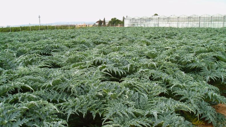 Parcela de alcachofa multiplicada por semilla, con invernaderos al fondo