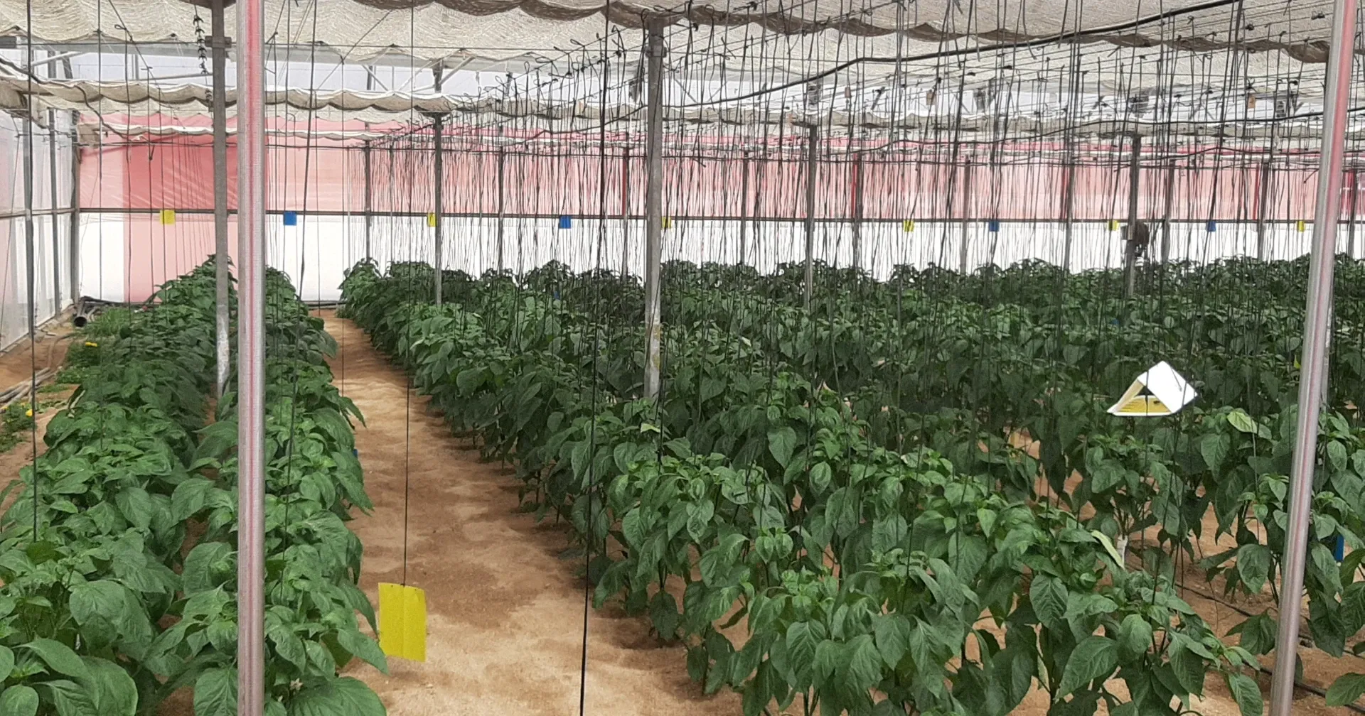 Este proyecto pone a prueba, por primera vez en pimiento california y en condiciones reales de Almería.