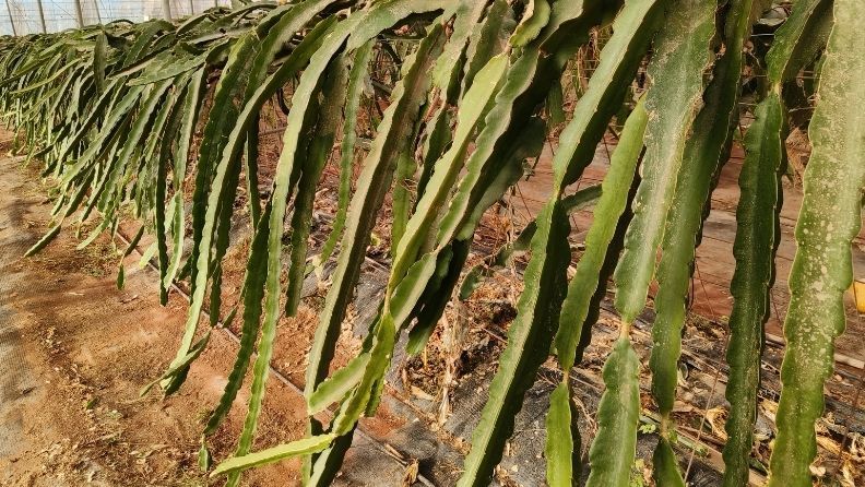 Plantas de dragoncillo colgando en invernadero, hojas verdes y alargadas.