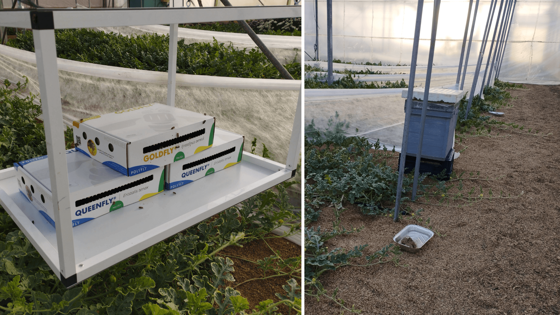 Imagen 2. Instalación de las cajas de sírfidos (izquierda) e introducción de la colmena de abeja melífera en el invernadero (derecha).