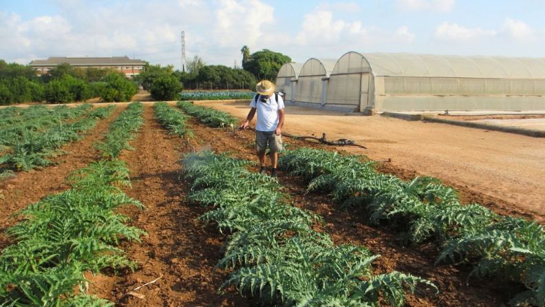 Aplicación foliar de ácido giberélico en un cultivo de alcachofa