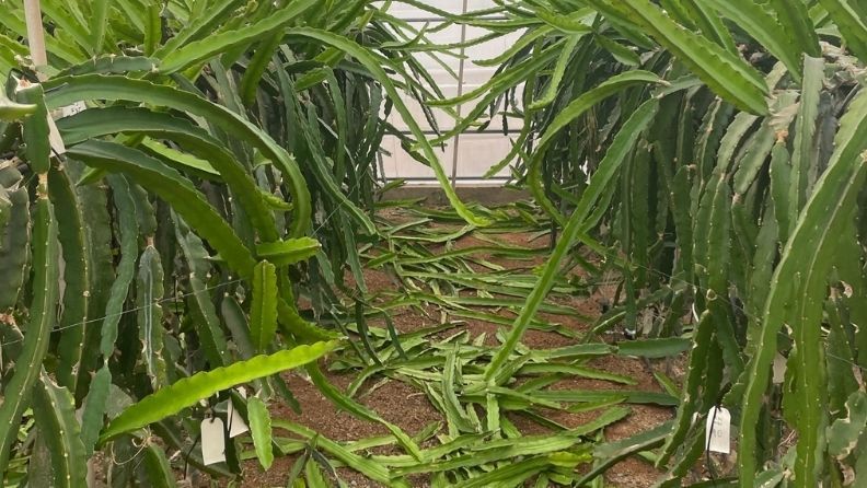 Plantas de dragón en invernadero con hojas verdes y largas.