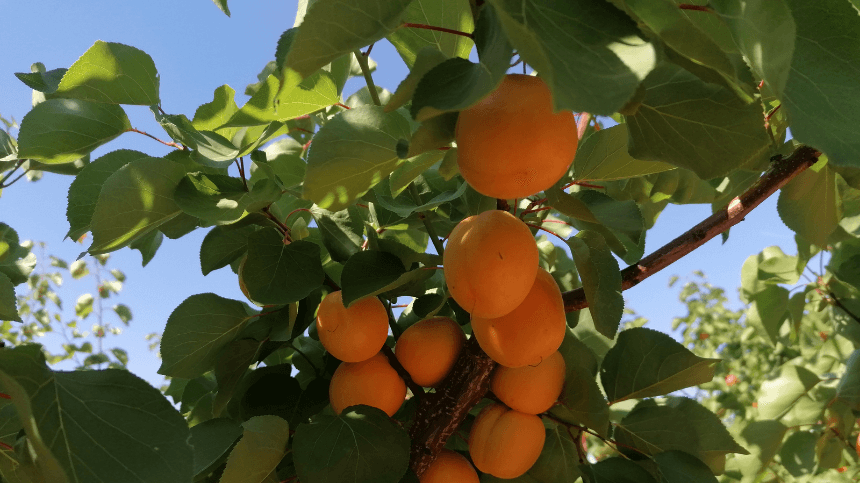 Variedad de albaricoque tolerante virus Sharka