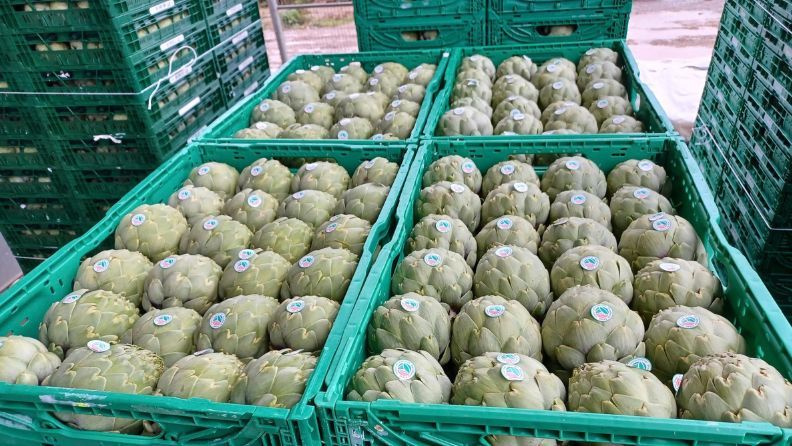 Capítulos de alcachofa recién cosechados en cajas para su comercialización