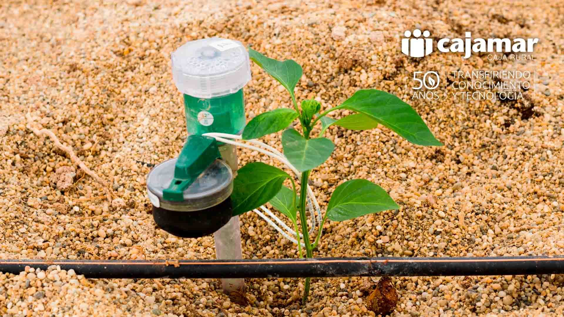Sensor en un cultivo de pimiento