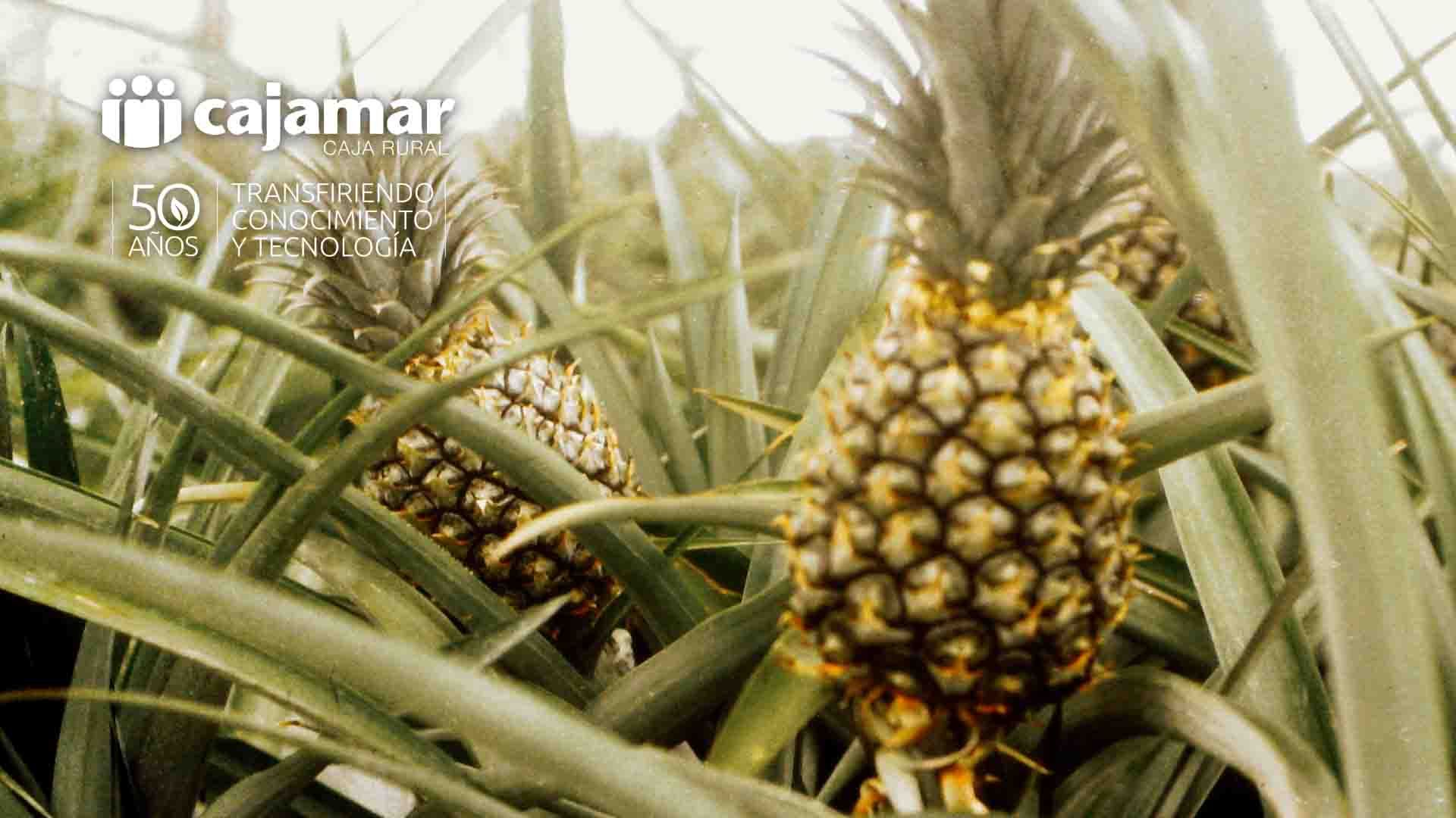 Palmerillas - Inicios de la fruticultura