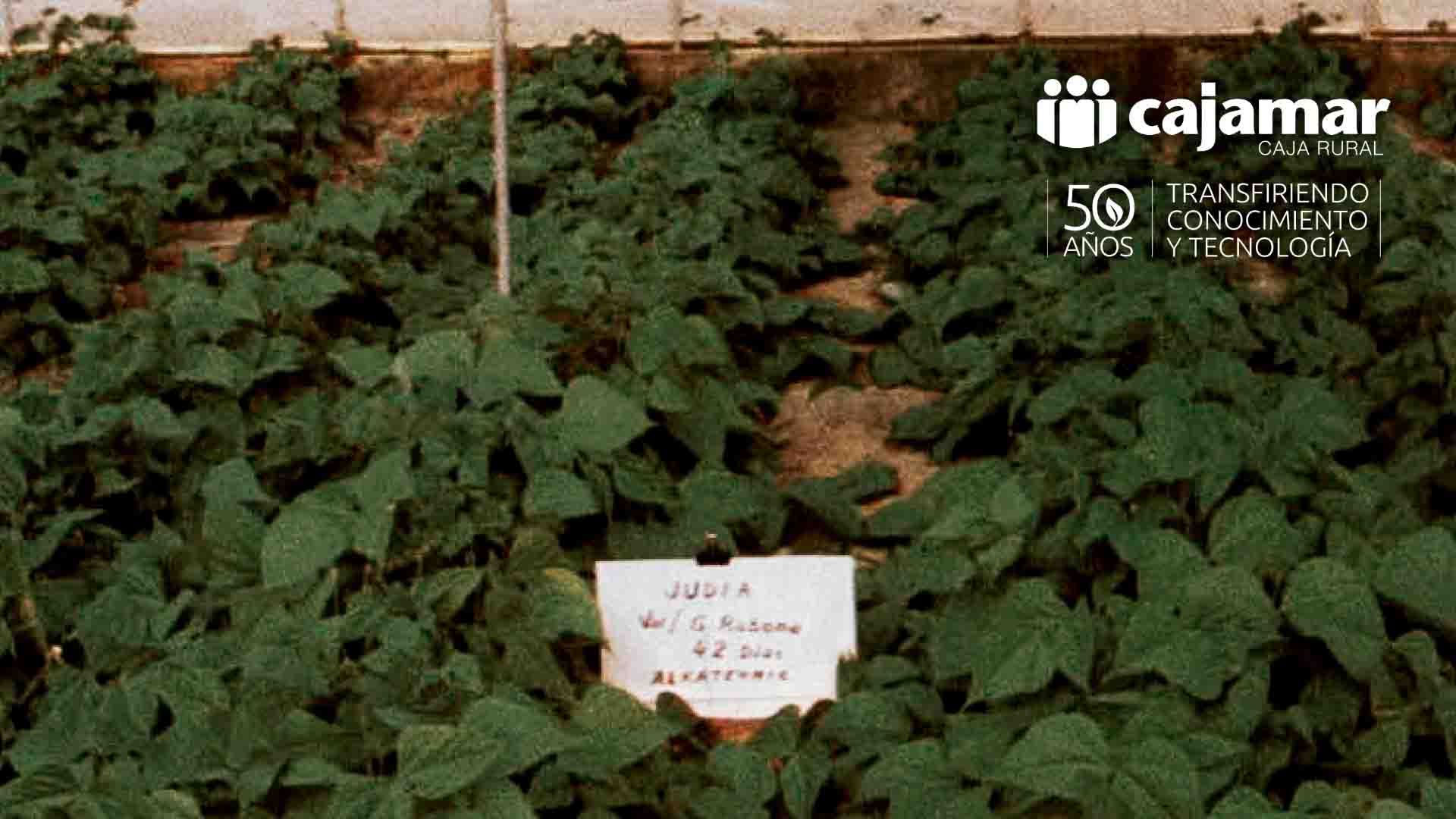 Ensayos con una plantación de judías verdes en La Molinilla