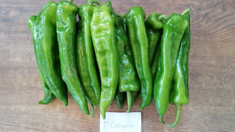 Pimientos verdes frescos de primera categoría sobre una tabla de madera.