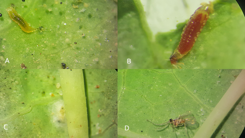 Figura 7. Feltiela acarisuga. A y B. Larvas depredando adultos inmaduros de araña roja. C. Pupa en capullo. D. Adulto.