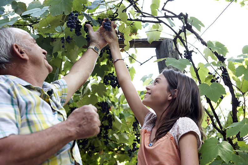 Agricultura familiar. Abuelo enseñando a su nieta parras con uvas
