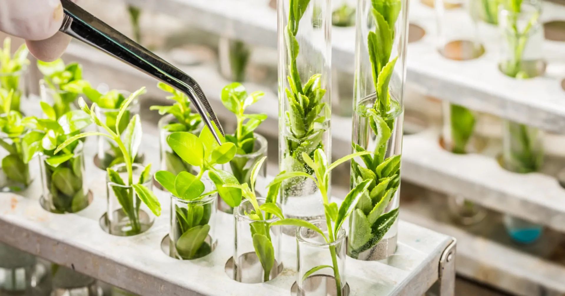 Las oportunidades del Reglamento de las NTG para la producción vegetal Una mano con guante toma con pinzas un tallo en un tubo de ensayo.