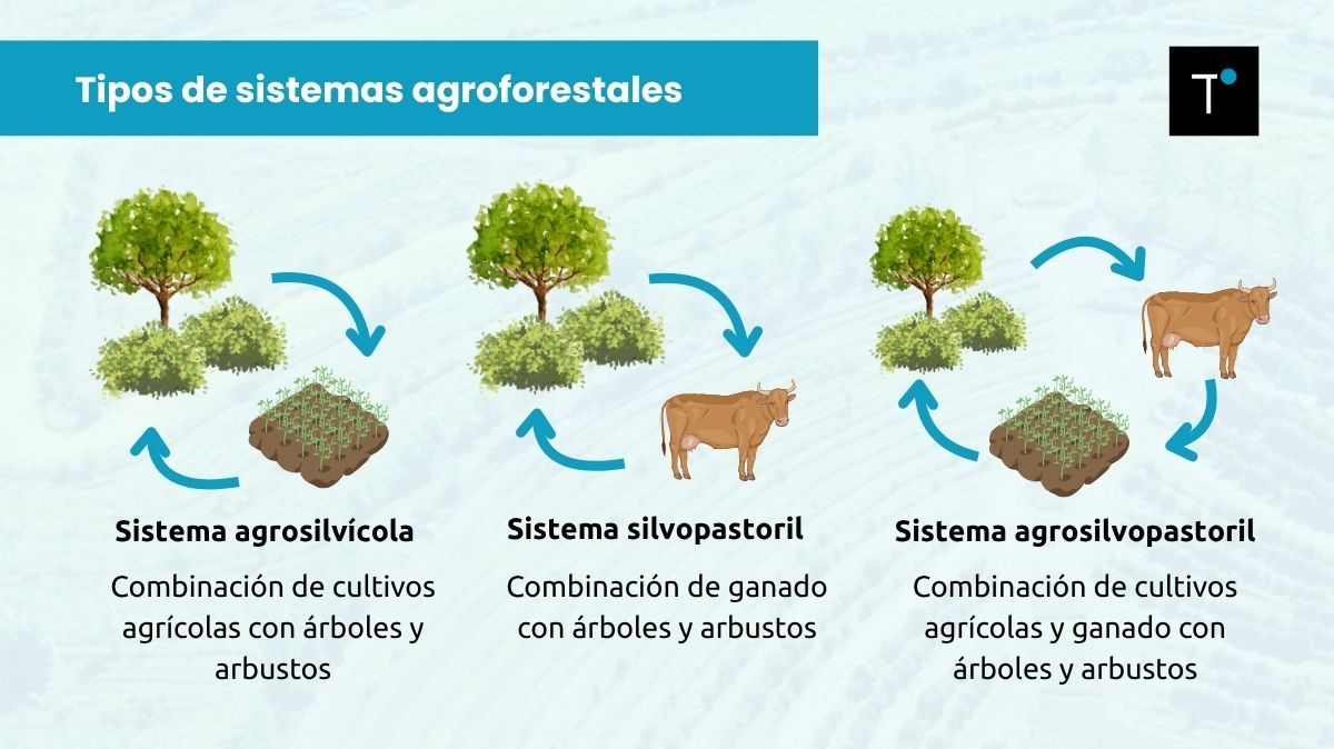 Tipos de sistemas agroforestales.