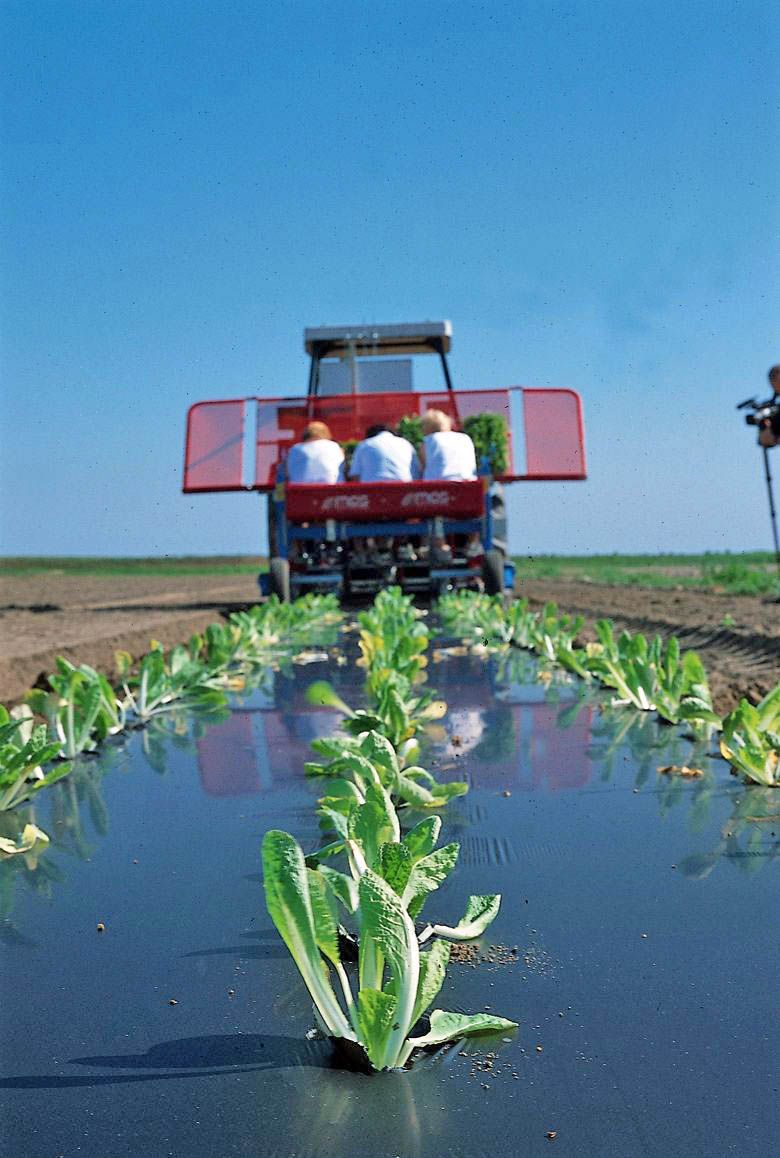 Tipos de acolchados para el cultivo - Agriplastics Community