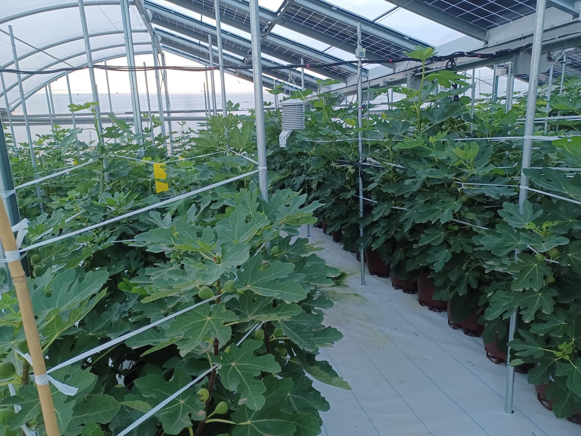 Cultivo de árboles de higos en invernadero con riego por goteo.