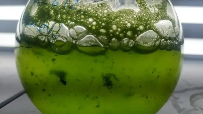 Un matraz de laboratorio que contiene un ensayo de proyecto Algatroya bioestimulantes 