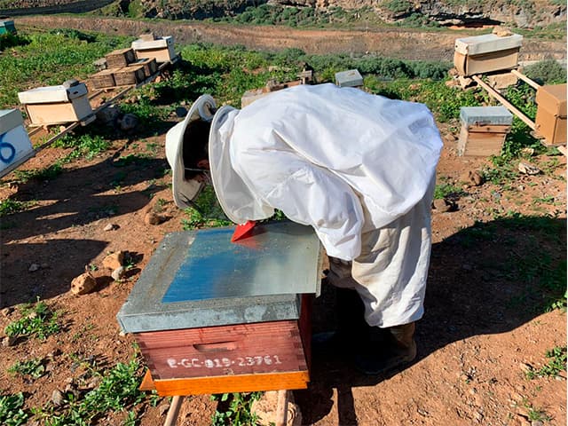 Apicultora realizando recuento de Varroa antes y después de su aplicación