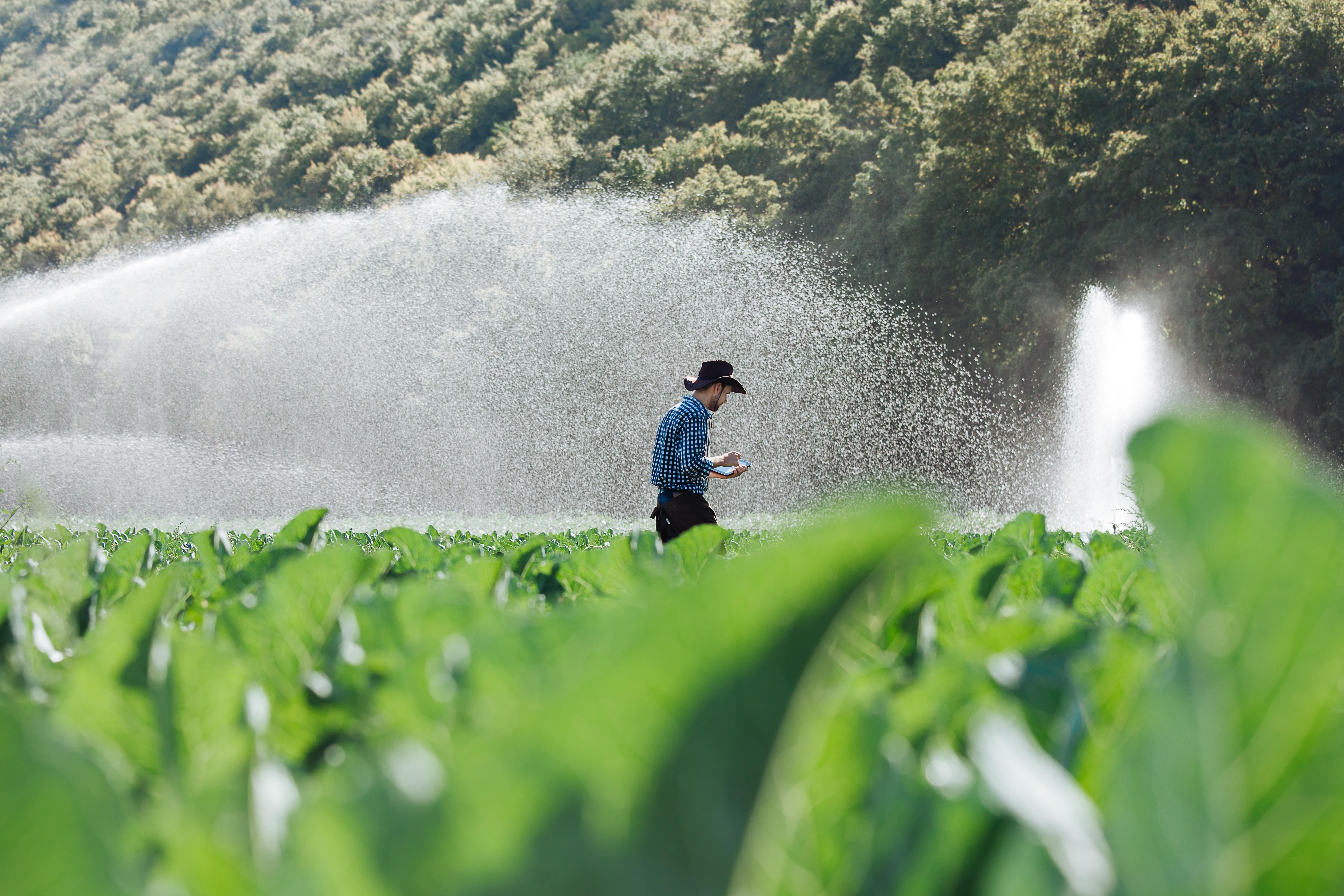 Un agricultor que hace una evaluación de las verduras